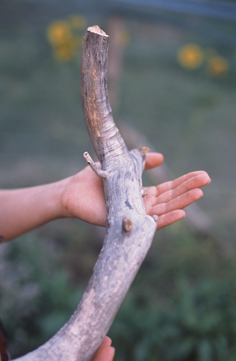 Hands holding a poplar branch against a blurred green field.