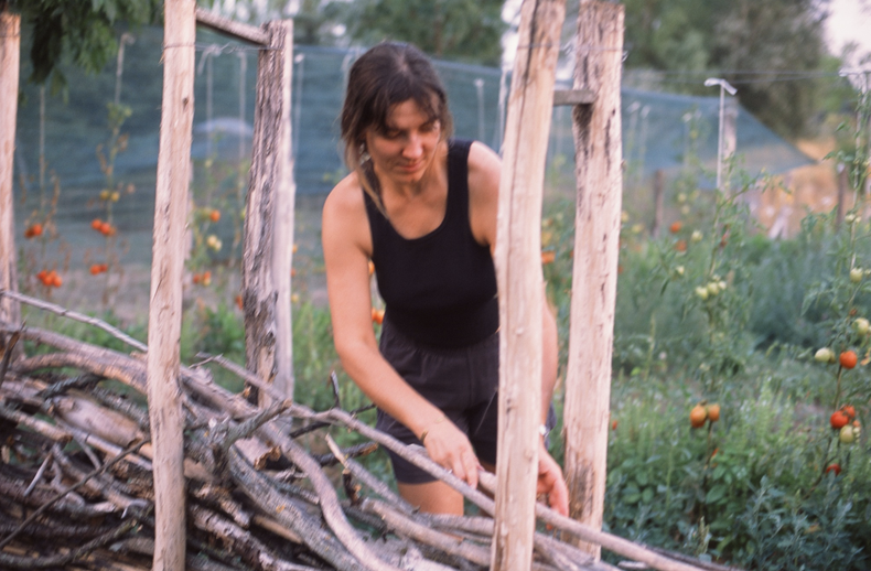 Viktória placing branches into the fence beside a tomato plantation.