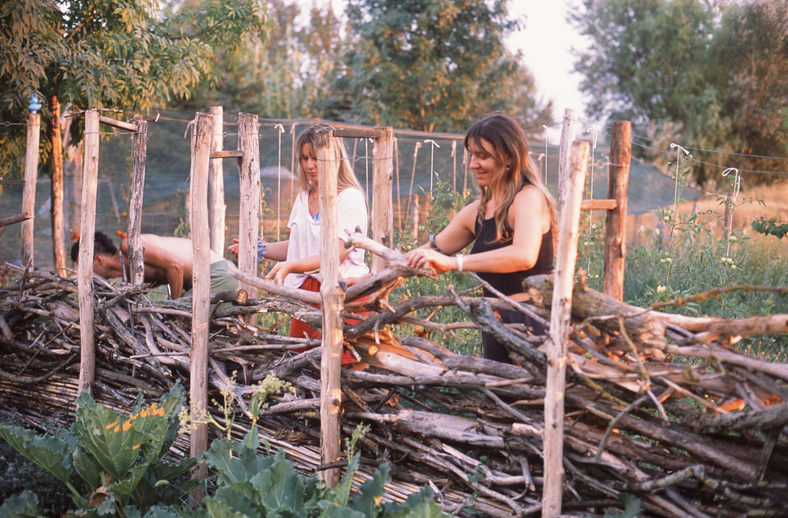 Two people building a fence from poplar branches beside a garden at dusk.